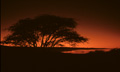<center>Le lac s'emplit du soleil qui décline. accacias et ciel rouge 